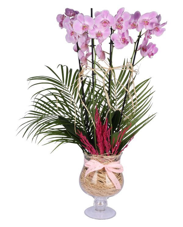 Kadehte 4 Dal Pembe Orkide